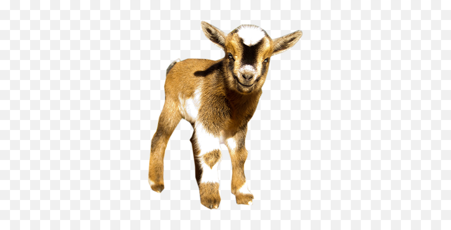 Nigerian Dwarf Goats - Nigerian Dwarf Goat Png,Goat Transparent Background