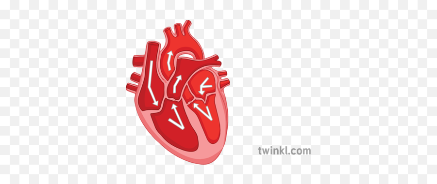 Key Parts Of Heart Diagram Cardiovascular System Organ Blood - Illustration Png,Heart Organ Png