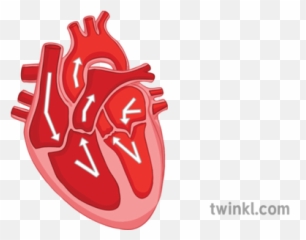 Key Parts Of Heart Diagram Cardiovascular System Organ Blood - Illustration Png,Heart Organ Png