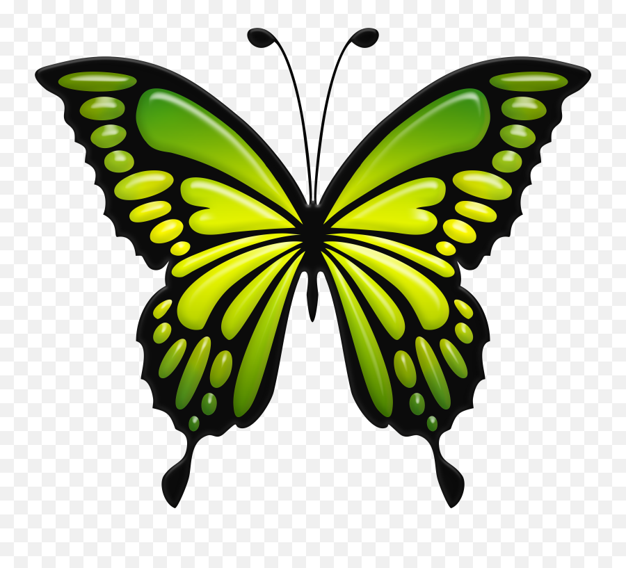 Download Green Butterfly Png Image Images