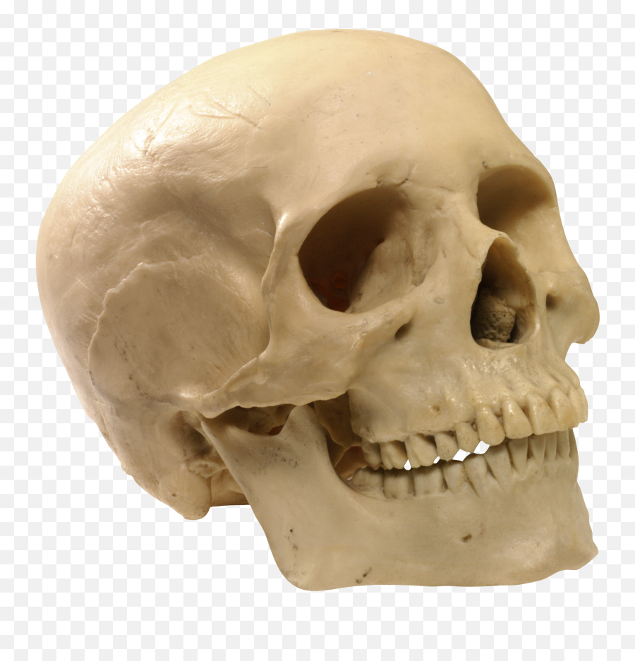 Download Skeleton Skull Png Image For Free - Bones Of The Skull,Skeleton Png Transparent