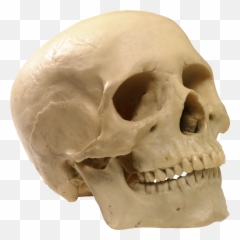 Download Skeleton Skull Png Image For Free - Bones Of The Skull,Skeleton Png Transparent
