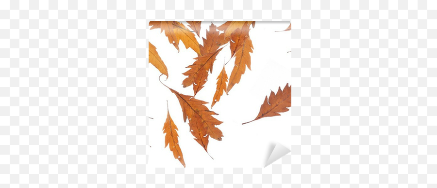 Falling Leaves Wall Mural U2022 Pixers We Live To Change - Maple Leaf Png,Falling Leaf Png