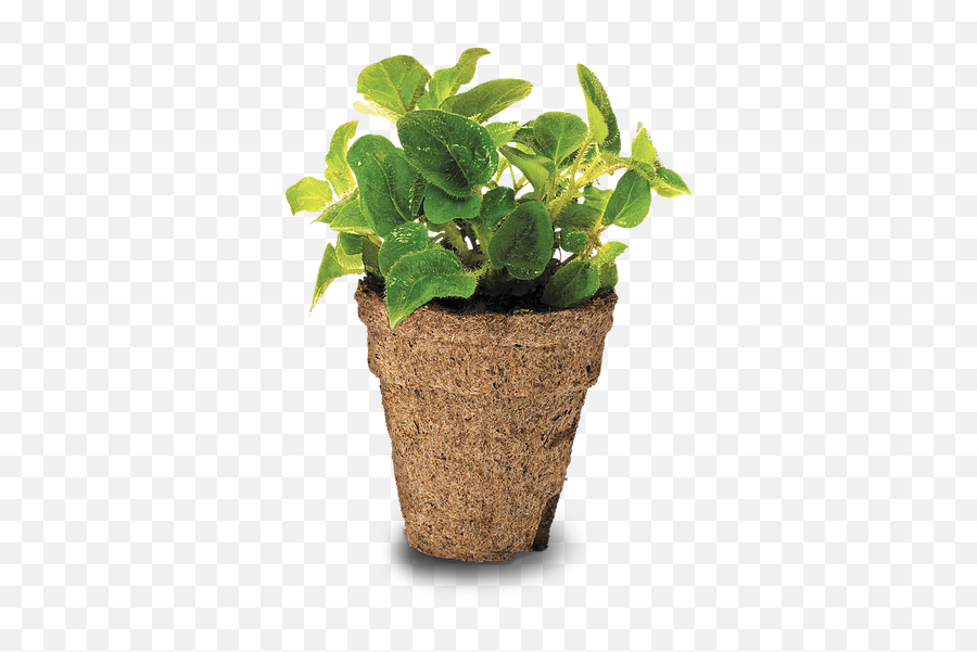 Growing Oregano Seeds My Little Seed Garden - Flowerpot Png,Oregano Png