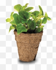 Growing Oregano Seeds My Little Seed Garden - Flowerpot Png,Oregano Png