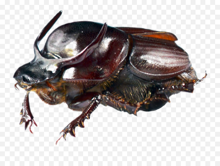 Download Dung Beetle Transparent Png - Cockroach Full Size Onthophagus Taurus,Cockroach Png