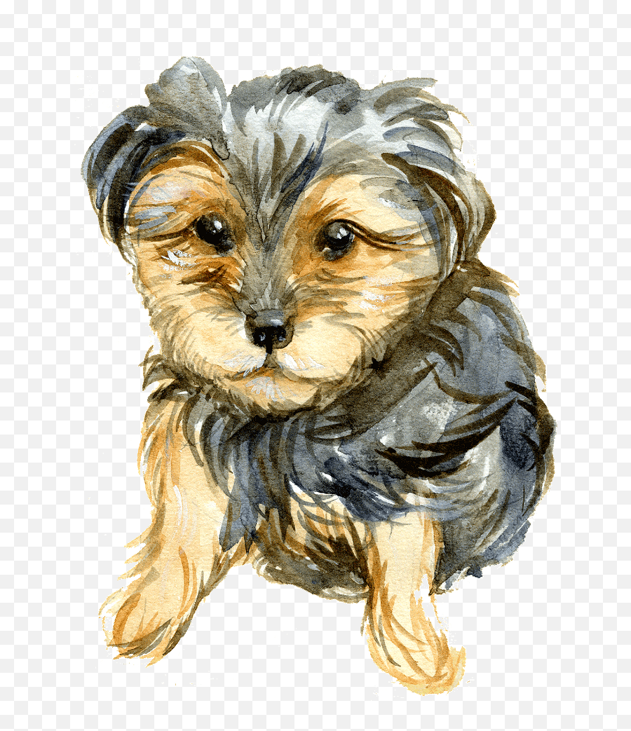 Yorkie Clipart - Yorkie Poo Clipart Png,Yorkie Png