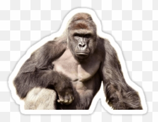 Harambe Sticker Transparent Png - Dangerous Animals,Transparent Harambe