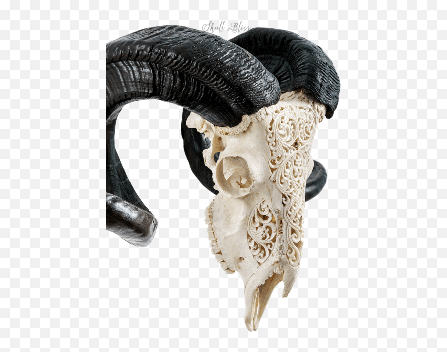 Carved Ram Skull - White Swirls Goat Skull Mask Png Transparent,Skull Mask Png