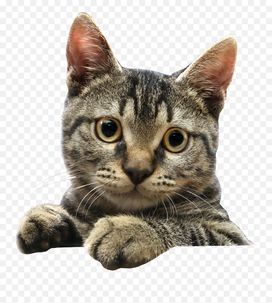 Cats Png Free Images Download - Cute Cat Transparent Background,Transparent Cat