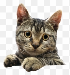 Cats Png Free Images Download - Cute Transparent Background