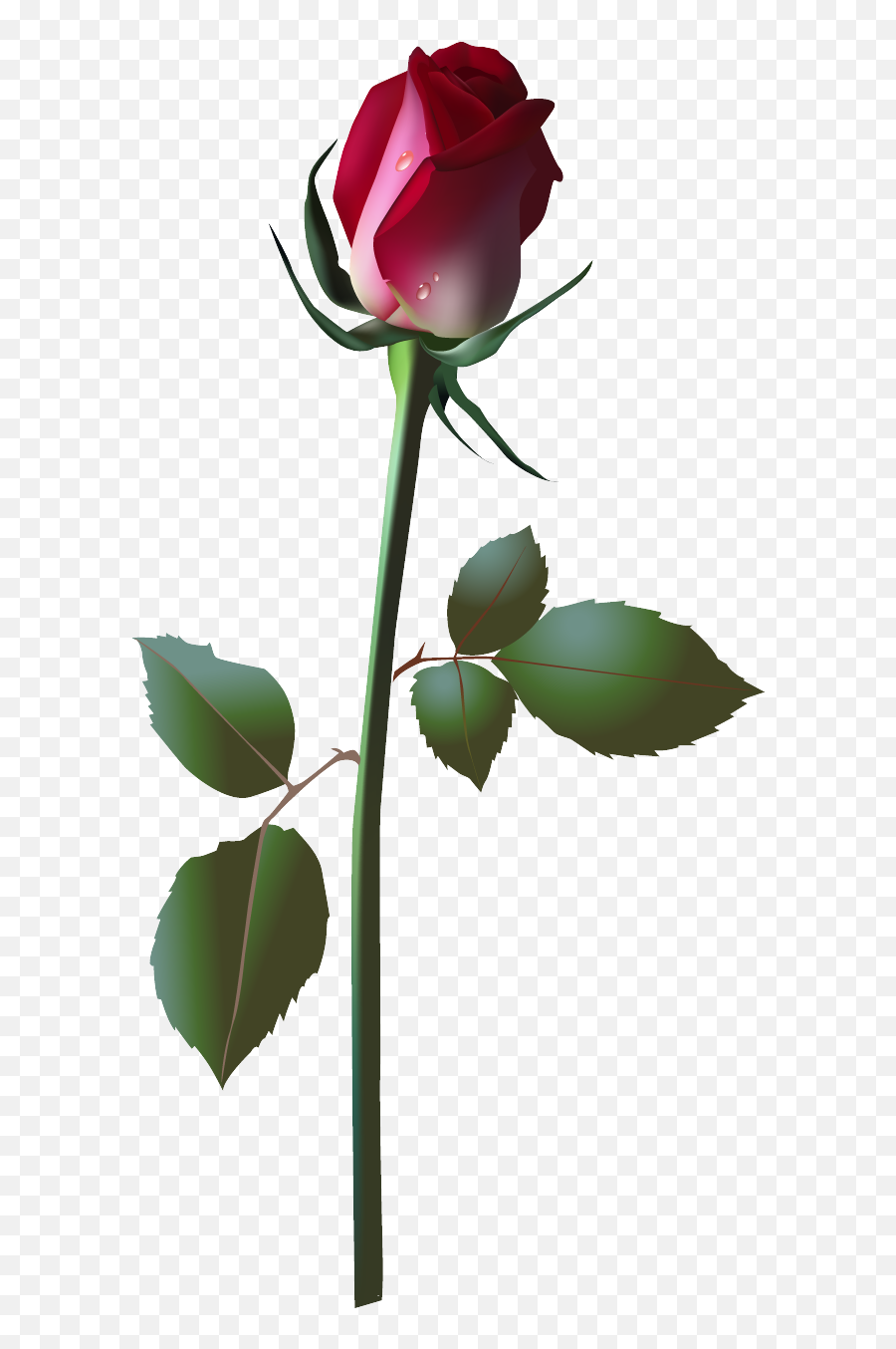 Framespng Pink Rose Vector - Vector Flowers,Rose Vector Png