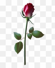 Framespng Pink Rose Vector - Vector Flowers