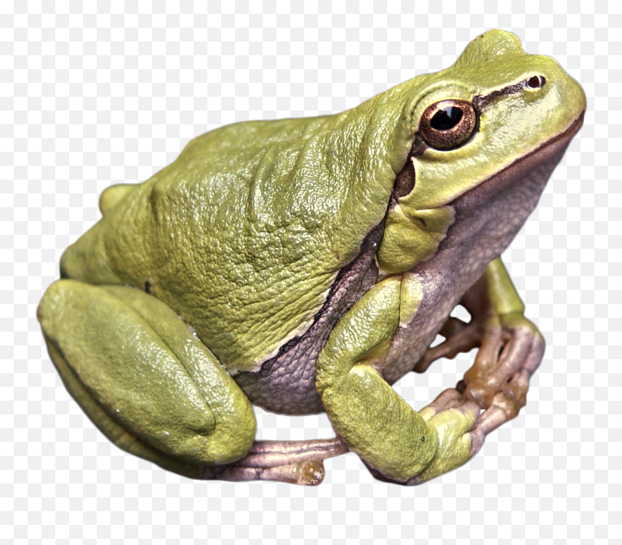 Download Frog Green Png Image For Free - Download Images Of Frog,Transparent Frog