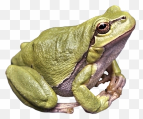 Download Frog Green Png Image For Free - Download Images Of Frog,Transparent Frog