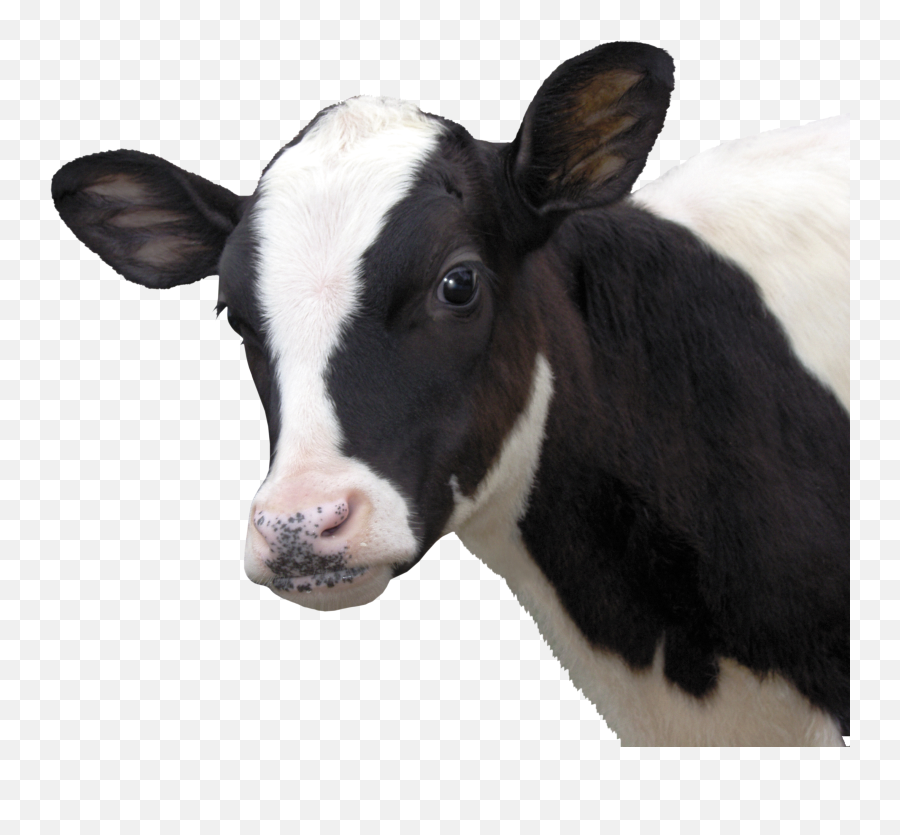 Hd Cow Png Download - Vaca Png,Vaca Png