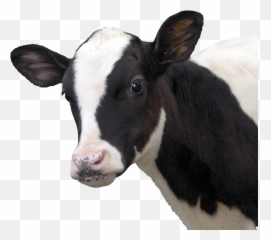 Hd Cow Png Download - Vaca Png,Vaca Png