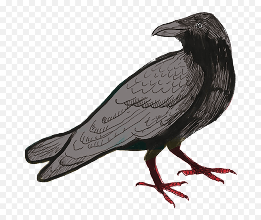 The City That Writes 13 Baltimore Writers - American Crow Png,Enslaved Odyssey To The West Icon