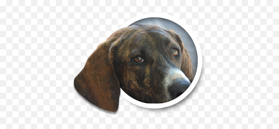 Duke And Cayenneu0027s Automotive Corner - Archives From 2020 Plott Hound Png,Watch Dogs Icon File