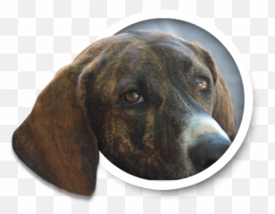 Duke And Cayenneu0027s Automotive Corner - Archives From 2020 Plott Hound Png,Watch Dogs Icon File