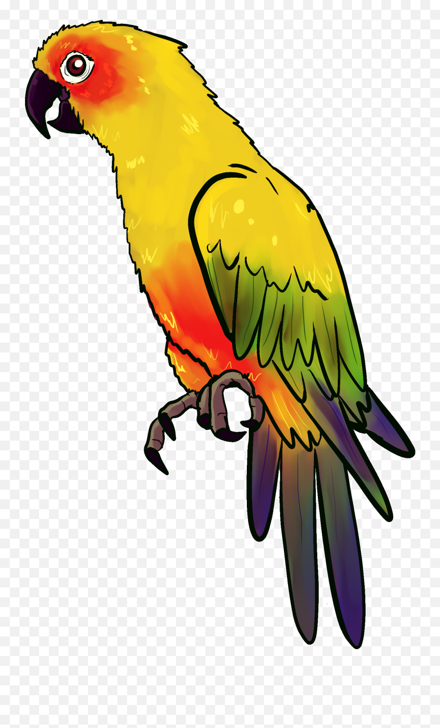 Drawn Parakeet Pirate Parrot - Png Clipart Full Parrot Drawing Png,Parrot Transparent Background
