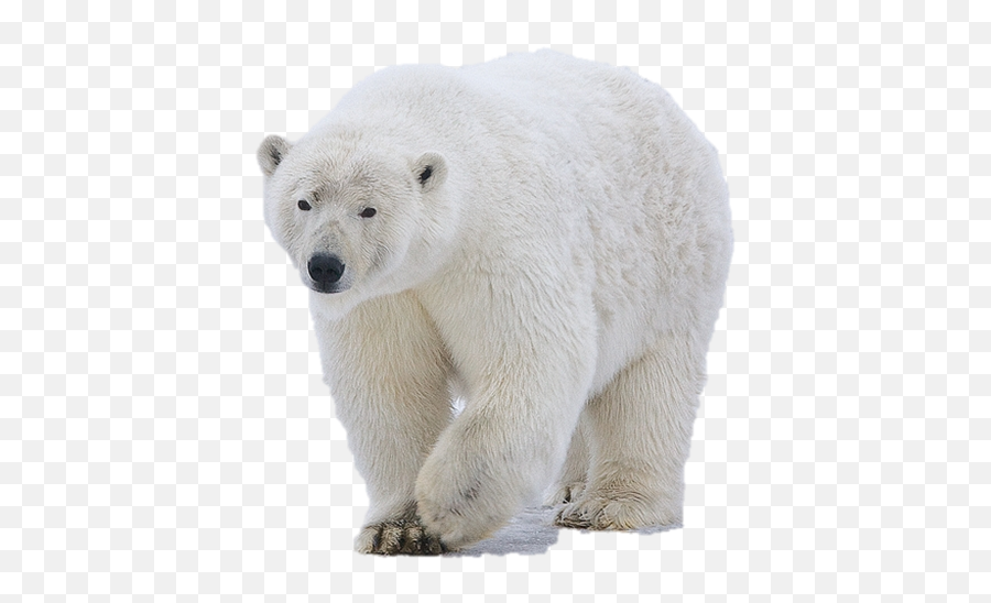 Tasnim Mountainice Caps Text Images Music Video - Ours Polaire Png,Ice Bear Icon