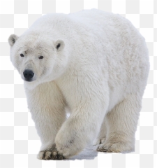 Tasnim Mountainice Caps Text Images Music Video - Ours Polaire png