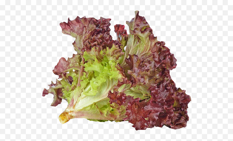 Romaine Lettuce Png - Red Coral Lettuce 300g Red Red Coral Lettuce Png,Coral Png