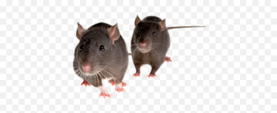 Rat Mouse Png Picture - Mice Png,Mouse Png