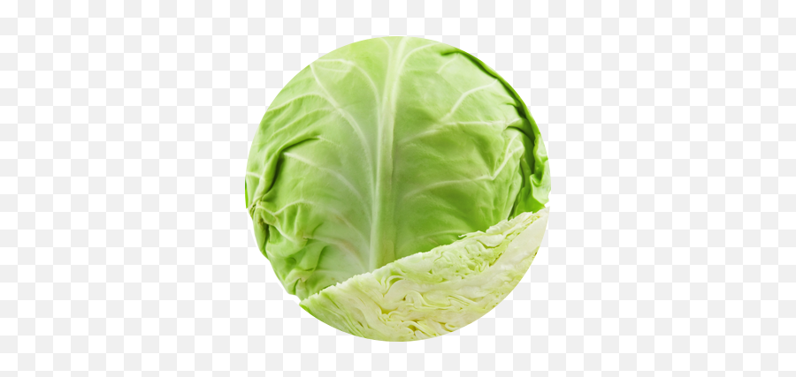 Cabbage Grierfield Farms - Big Cabbage Png,Cabbage Png