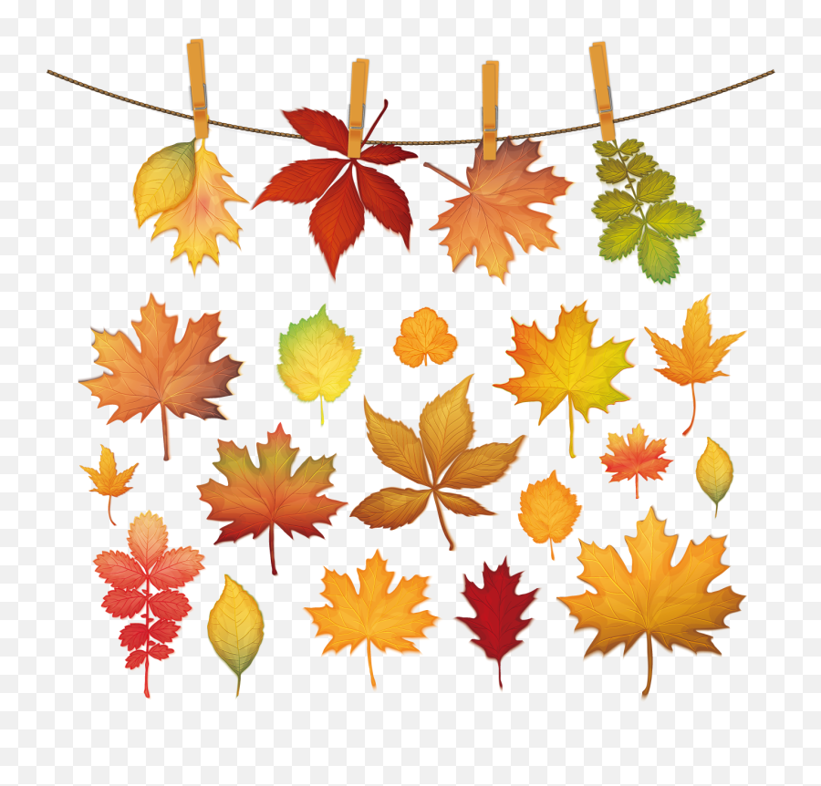 Maple Leaf Silhouette - Autumn Clip And Red Leaves Picture Leaf Png,Autumn Leaves Transparent Background