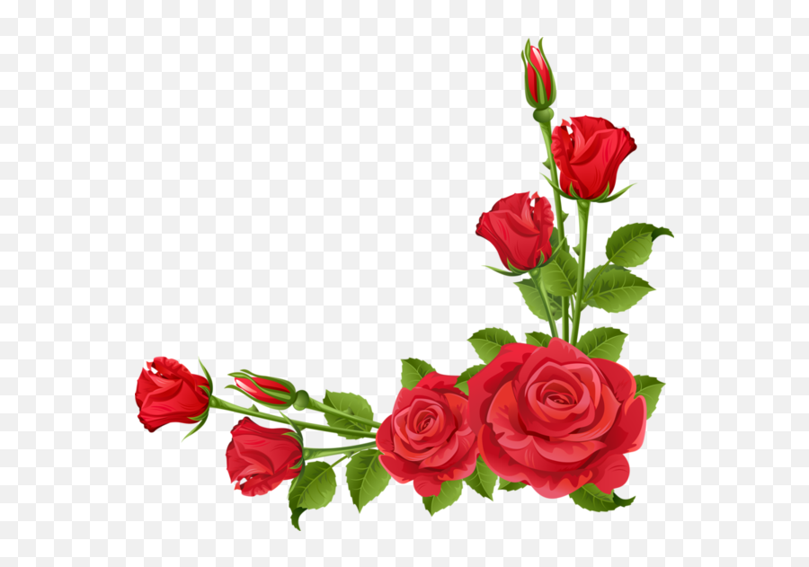 Rose Floral Design Garden Roses Flower - Asma Ul Husna Ka Wazifa In Urdu Png,Rose Border Transparent