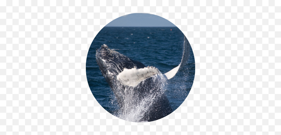 Whale Watching Happytoursis - Iceland Fauna Flora Png,Humpback Whale Png