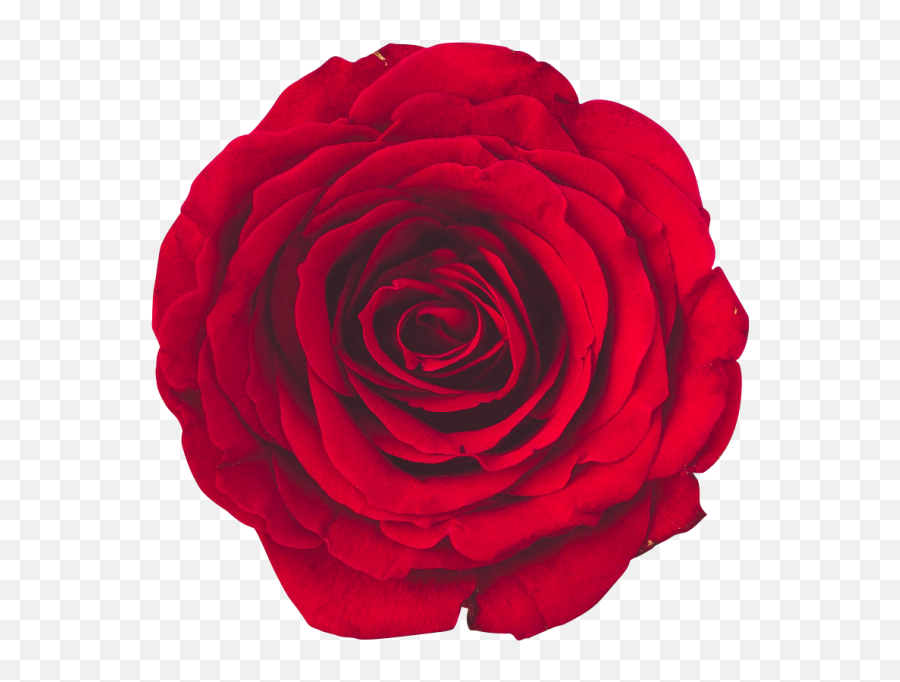 Red Rose Transparent Png Image Free - Floribunda,Rose Transparent