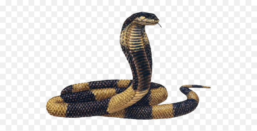 Snake Png Images Transparent Background - Egyptian Cobra Transparent Background,Snake Transparent Background