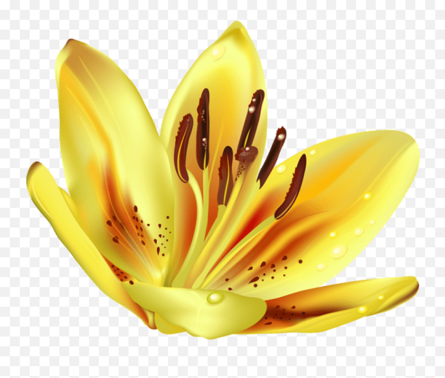 Hd Yellow Transparent Background - Tiger Lily Png,Lily Transparent Background