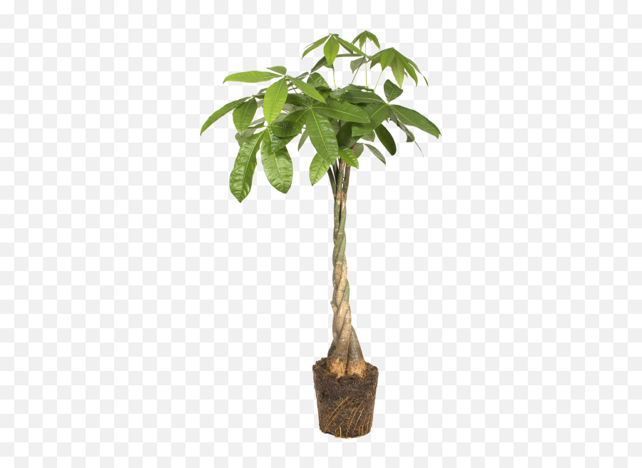 Elho - Pachira Aquatica Money Tree Flowerpot Png,Money Tree Png