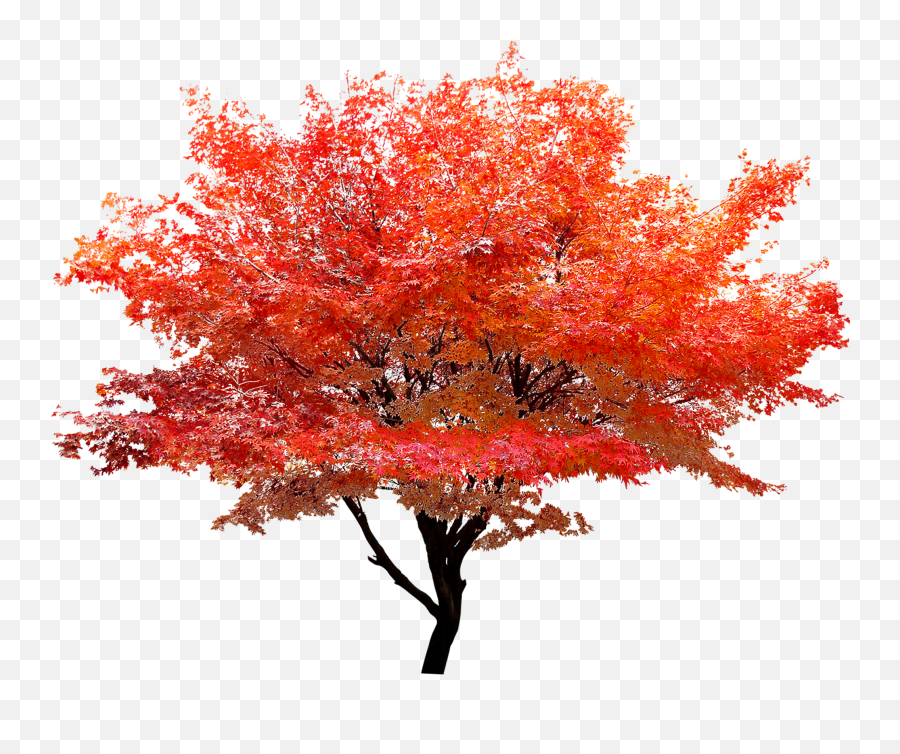 Download Hd Red Maple Png - Maple Tree Png,Arbol Png
