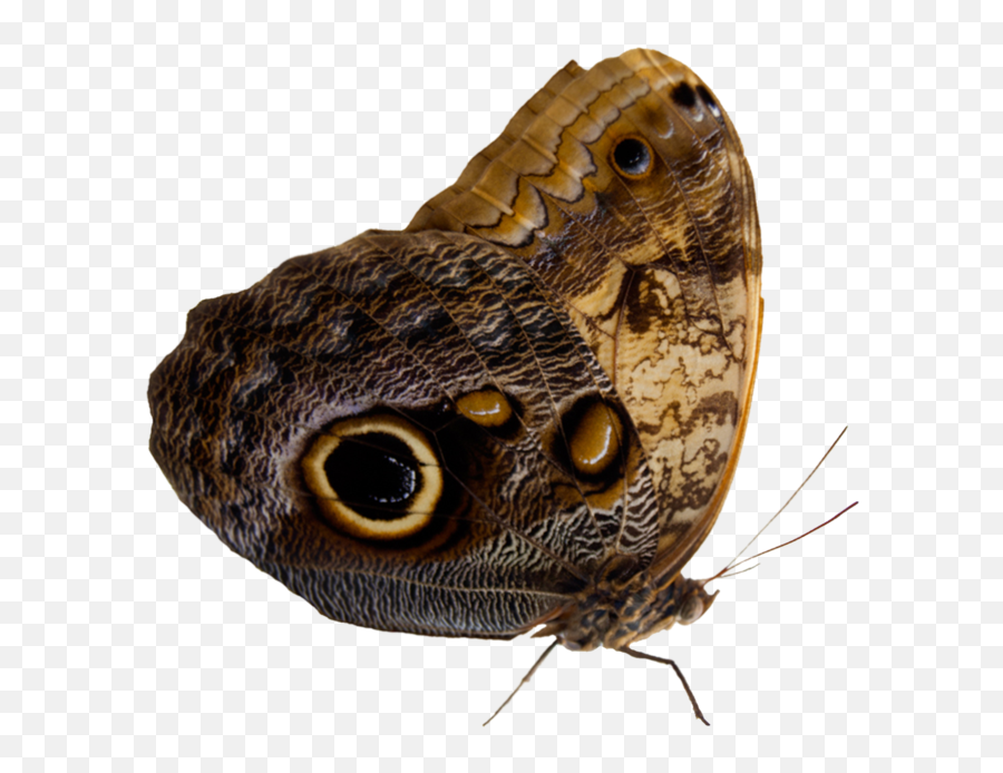 Moth Png 4 Image - Moth,Moth Png