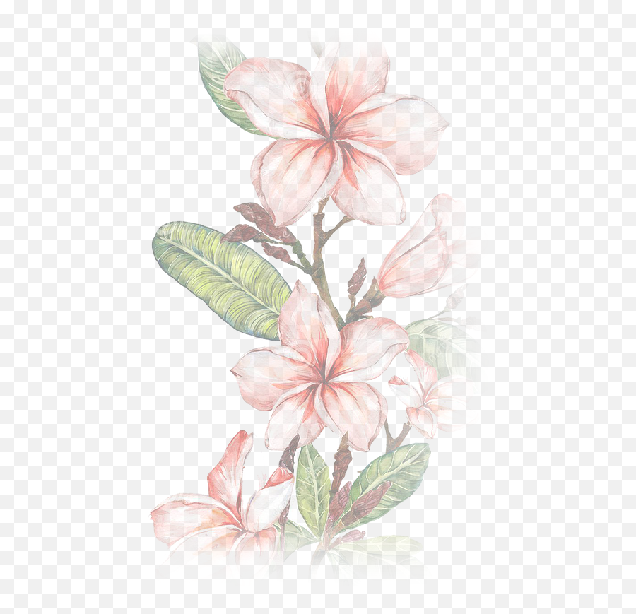 Home Lovehealthbalance - Illustration Png,Plumeria Flower Png