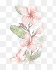 Home Lovehealthbalance - Illustration Png,Plumeria Flower Png