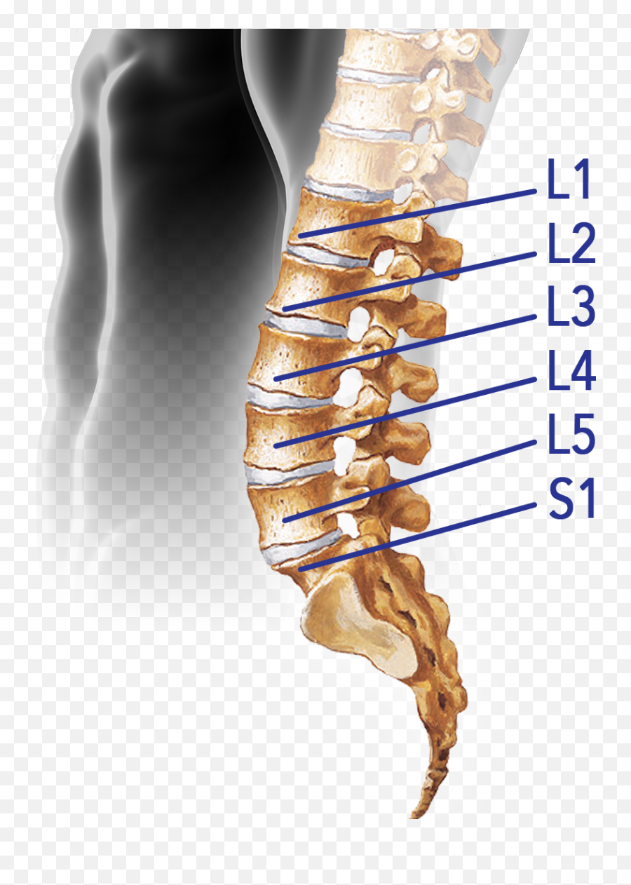 Download Spine - Lumbar Vertebral Column Png Image With No Vertebra Lumbar Png,Spine Png