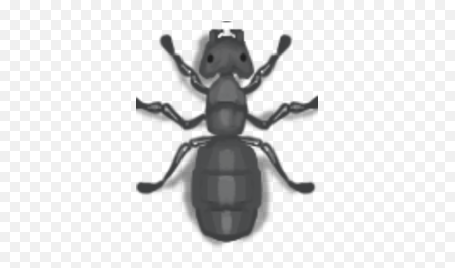 Queen Ant Antwario Wiki Fandom - Ant Eggs In Ant In Ant War Io 2 Png,Ants Png