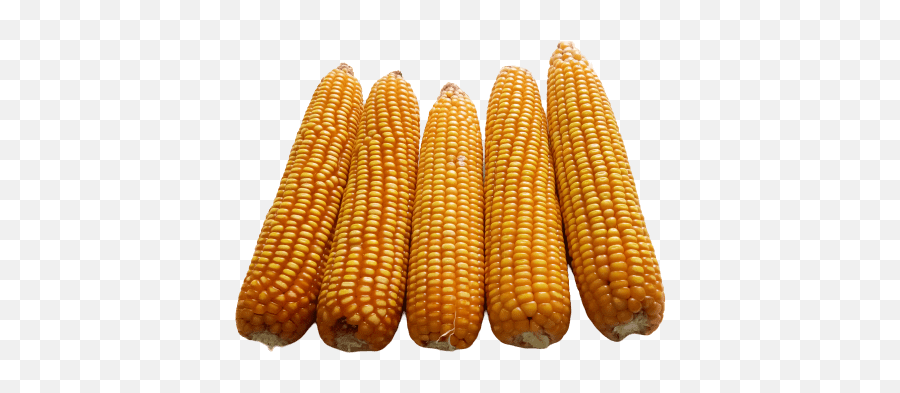 Yellow Dent Corn Makka Png Picture 1000 Free Download - Corn Kernels,Corn On The Cob Png