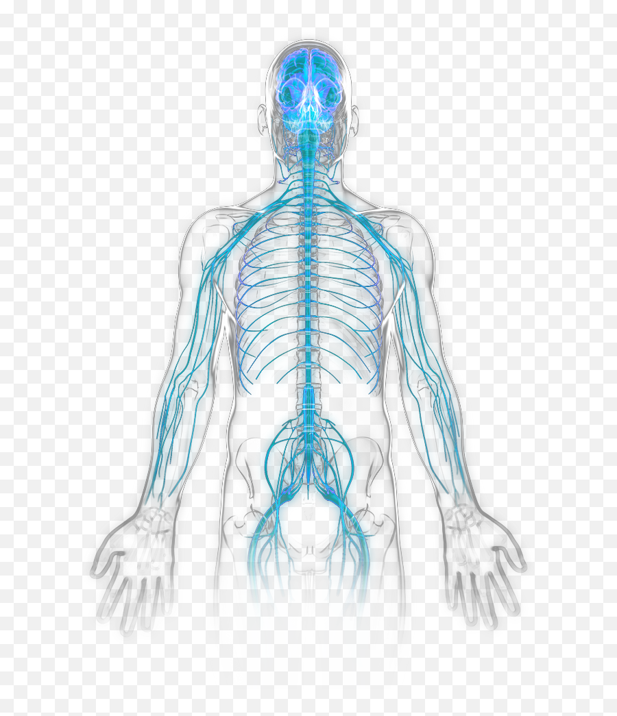 Download Nervous System Becomes Active Hd Png - Nervous System Non Labeled,Nervous System Png