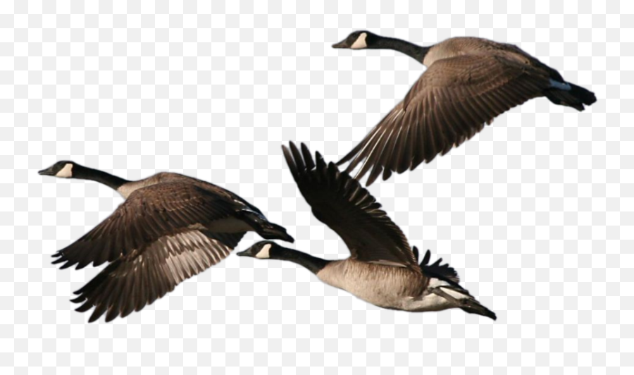 Goose Tracker Mistake Png Geese