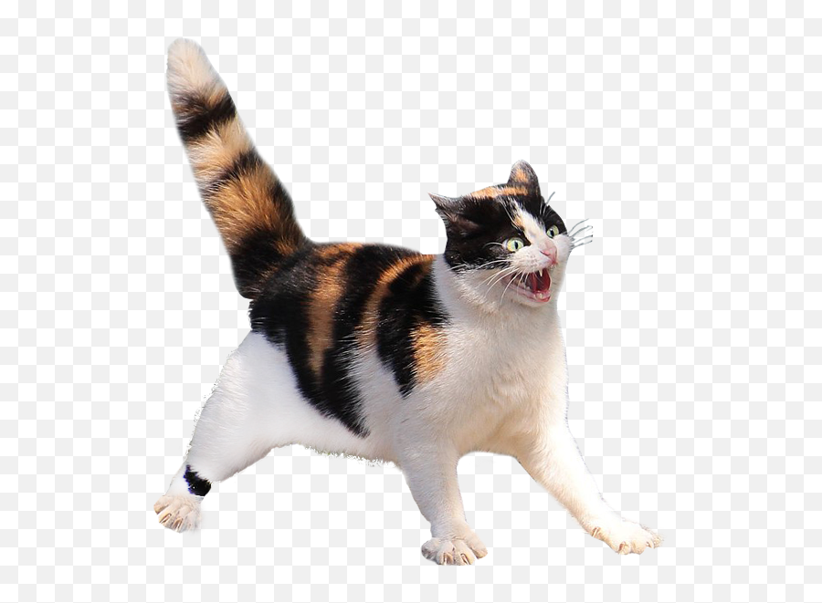 Scared Cat Transparent Background - Spottedleaf Real Life Warrior Cats Png,Cat Transparent Background
