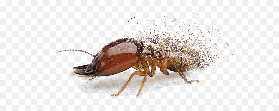 Termite Control U0026 Protection Services Future Inc - Ant Png,Termite Png