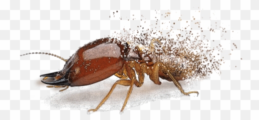 Termite Control U0026 Protection Services Future Inc - Ant Png,Termite Png