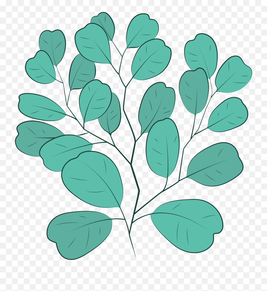 Clipart - Twig Png,Eucalyptus Png